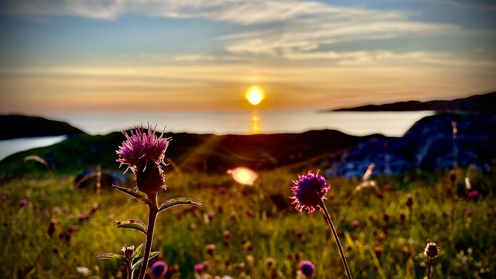 Scottish Thistle in foreground of sunset over Achmelvic Bay